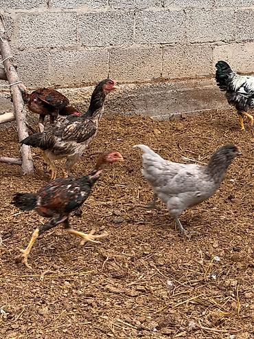 живой корм: Продаю | Куры | Бойцовая | Для разведения — 7