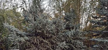 Ель голубая (Picea pungens), декоративная хвойная порода с
