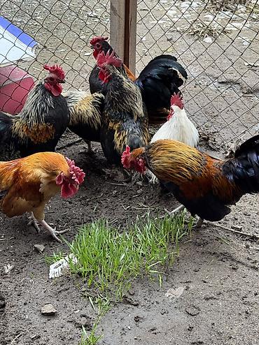 Куры, петухи: Продаю | Петух | Для разведения — 12