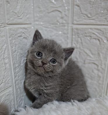 Продажа кошек: Продаётся шотландская девочка,скоттиш-страйт,возраст 1,5 — 12