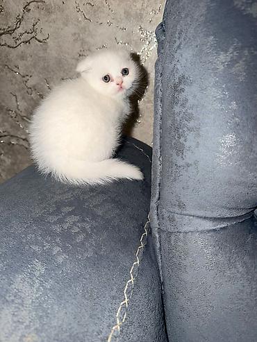 Pişiklər: Şotland — 5