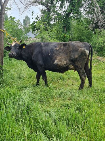 Коровы, быки: Продаю | Корова (самка) | Для разведения, Для молока | Искусственник