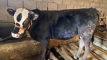 Коровы, быки: Продаю | Бык (самец) | Привязанные — 5