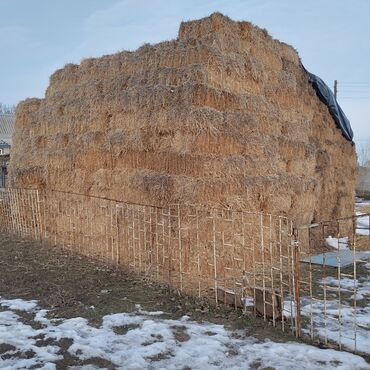 Корма для с/х животных: Арпа саман сатам 300 тюк бар, баасы 80 сомдон,адрес Каинда