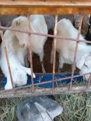 молочные оборудование: Продаётся породистый дойная коза (беременная) и козёл ✔️ Коза