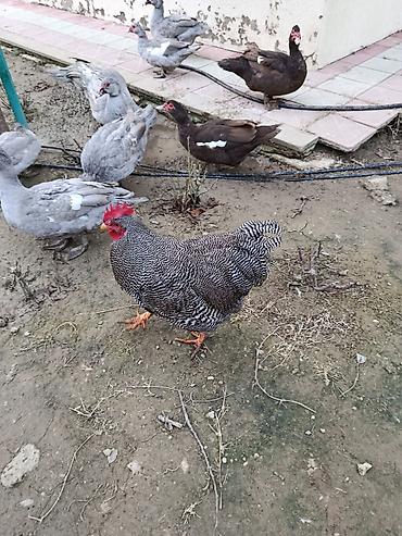 Xoruzlar: Barred rok yumrtasi satilir — 3