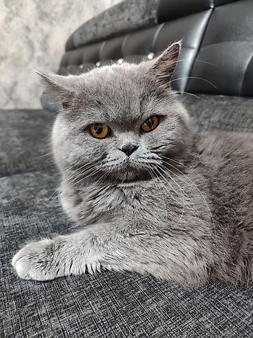 Вязка: Скотиш Страйт (Шотландская прямоухая), Мальчик, 3 года, Голубой