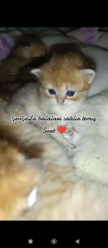 pişik sortları: Şinşilla, Erkək, Pulsuz çatdırılma