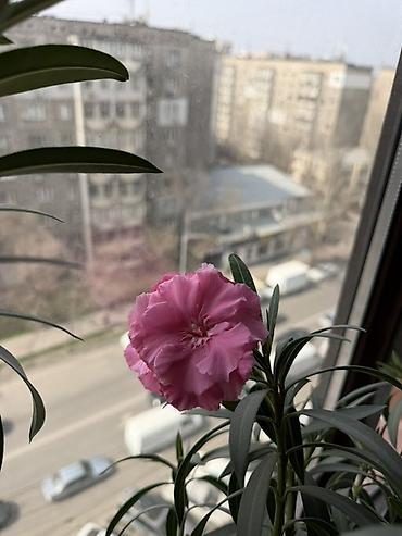 олеандр: Нерий олеандр (розовоцветущий) в горшке - Декоративное вечнозелёное — 3