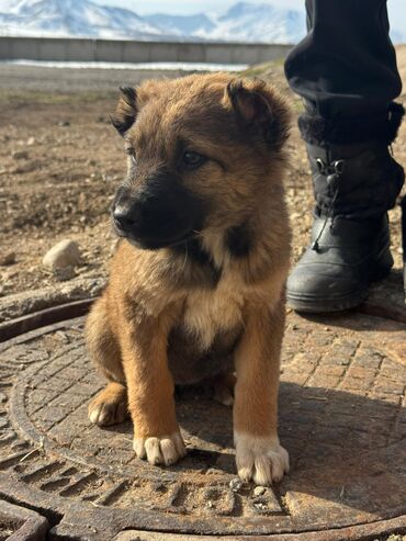 Продажа собак: Кучуктор сатылат Кыргыз доботтун кучуктору сатылат Ысс-Кол областы — 12