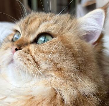 Pişiklər: Britan — 8