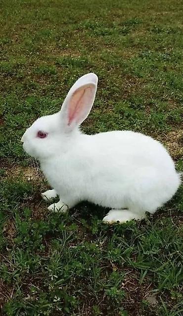 albino: 2 dovşan 20 manat. ag və qara. Məhsul: Dekorativ dovşanlar - Rənglər — 1