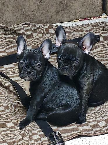 Продажа собак: Бульдог, 3 месяца, Самец, С прививкой at lalafo.kg — 3 Продажа собак: Бульдог, 3 месяца, Самец, С прививкой — 3