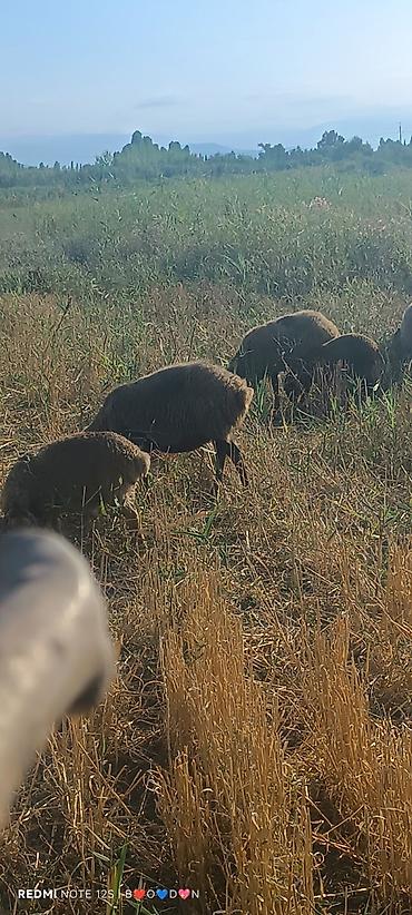 Qoyunlar, qoçlar: Satılır – xırdabuynuzlu heyvanlar - Qoyunlar: şəkillərdə görünən — 13