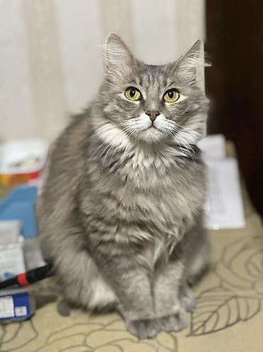 бесплатно кошка: Котенок 3 месяца девочка привита приучена к лотку обработана от — 9