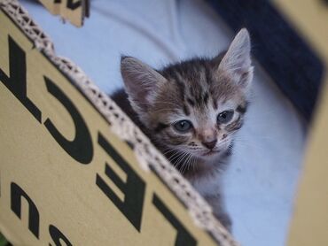 коты бенгальские: Ишу себе такихмаленких котенка если у кого есть пишите на личку