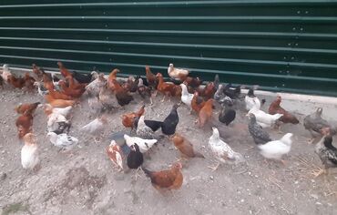 linqorin toyuqlar: Toyuq cücələri, Damazlıq, Ünvandan götürmə, Ödənişli çatdırılma