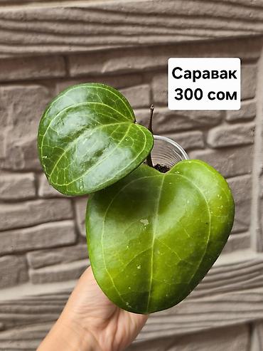 хойи: Хойи
Цены и названия на фото — 5