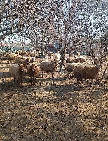 Digər kənd təsərrüfatı heyvanları: Digər kənd təsərrüfatı heyvanları — 9