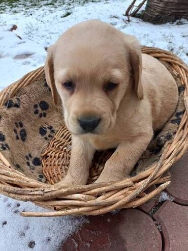 Psi: Labrador štenci na prodaju u žutoj i crnoj boji, oba pola u ponudi na lalafo.rs — 9 Psi: Labrador štenci na prodaju u žutoj i crnoj boji, oba pola u ponudi — 9