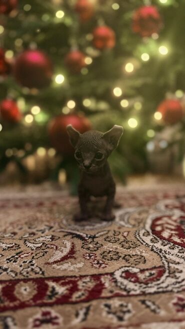 Pişiklər: Sfinks, Erkək, Dişi — 19