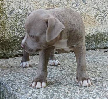 Psi: Američki Buli Poket štenci Prodajem štence rase American Bully Pocket — 3