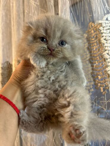 Pişiklər: Şotland, Erkək, Dişi, Yaxşı əllərə, Ünvandan götürmə, Pulsuz çatdırılma, Ödənişli çatdırılma — 3