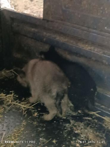 Продажа собак: Черные собаки среднего размера (2 особи). Крепкое телосложение — 10