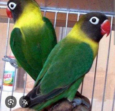 Tutuquşları: Məhsul: Agapornis (sevgi tutuquşuları) – müxtəlif rəng mutasiyaları — 4