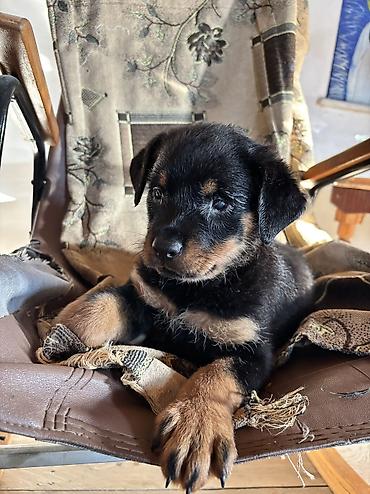 İtlər: Rotveyler, 2 ay, Dişi — 12