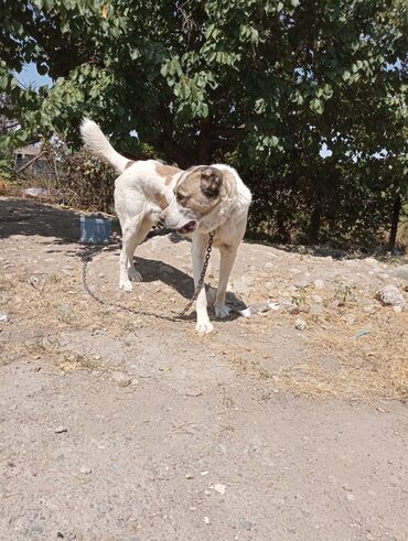 Животные: Продаю собаку алабай возраст 2 года
