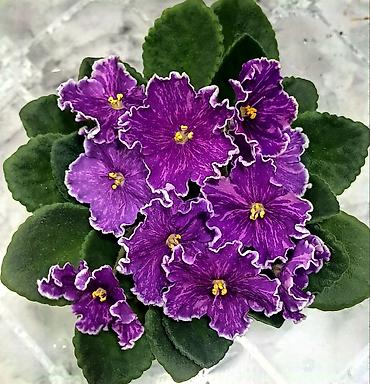 Фиалки и глоксинии: В продаже крупные детки и стартеры, взрослые сортовые фиалки, Отправка — 9