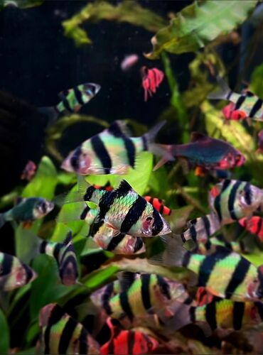 Аквариумы: Green Aqua — рыбки и растения для аквариума 🐟🌿 ▪️ Пресноводные рыбки и — 2