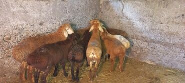 Товары и оборудование для с/х животных: 9 баш козу 4 ургаачы 5 еркек