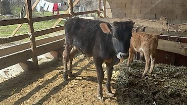 Коровы, быки: Продаю | Бык (самец) | Швицкая | На откорм — 11