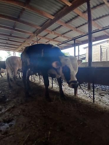 Dana, buzov: 3 erkək 2 dişi dana — 12