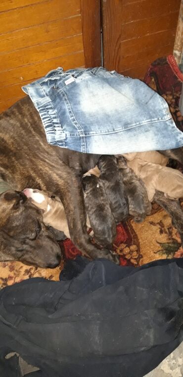 simmental ineklerin satisi: Pitbul, 2 ay, Dişi, Sənədli, Ünvandan götürmə