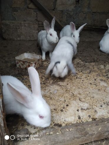 Dovşanlar: Ağ rəngli ev dovşanları – bir neçə fərqli fərd - Rəng: tam ağ — 6