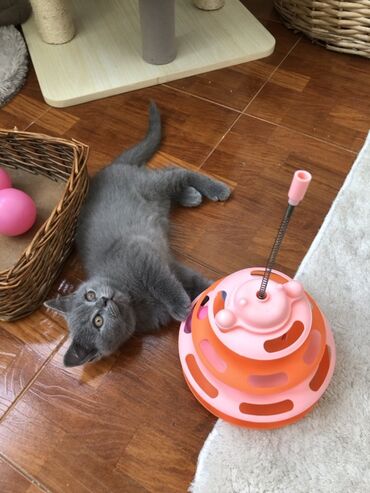 Pişiklər: Şotland, Dişi, Erkək, Ünvandan götürmə — 2