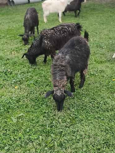 Козы, козлы: Продаю | Коза (самка), Козёл (самец), Козлёнок — 21