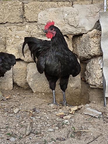 Xoruzlar: Avstralop 2 ədəd xoruz tam saglam vaksinləri olunub. binə qəsəbəsi — 1