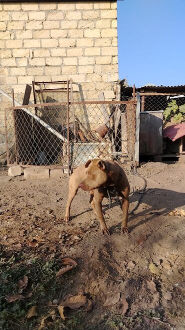 İtlər: Pitbul, 1 il, Erkek, Sənədli, Pulsuz çatdırılma — 10