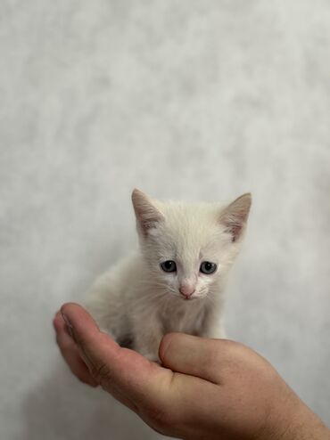 рыжий пятнистый кот купить: Отдам котят в хорошие руки Мальчики 1 месяц, к лотку приучены. Уже