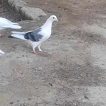 quş yarım tip: Deste goy quyrug bir terefli goy cep 12 tuk 2 qanadi kesiyde tutulub — 3
