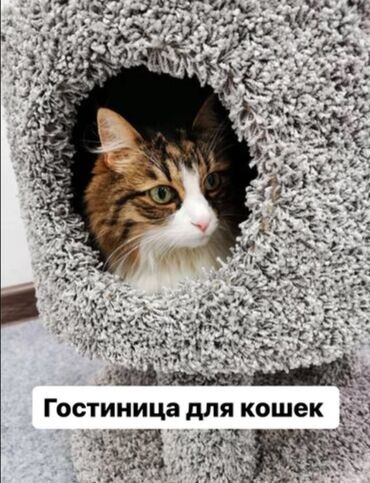 Pişiklər: Передержка домашних кошек в идеальных условиях