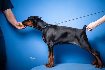 Psi: GROM Doberman Kennel predstavlja stenad iz linijskog parenja Pride of — 5
