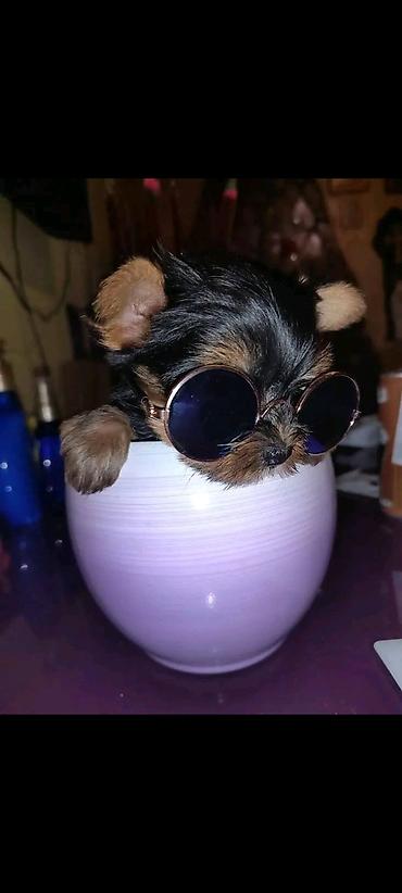 Psi: Jorkšir terijer – štenci iz kućnog legla majka ima kilo i po otac 980 — 10