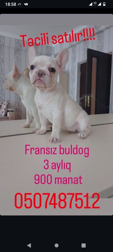 bulldog: 2 ay, Dişi, Sənədli, Ünvandan götürmə, Pulsuz çatdırılma, Ödənişli çatdırılma