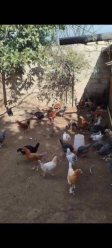 fermer təsərrufatı: 4 ayının içində olan superaktiv kənd çolpaları satılır, kəsməli təbbi — 1
