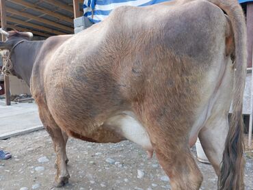 корова продаю: Продаю | Корова (самка) | Швицкая | Для молока | Стельные